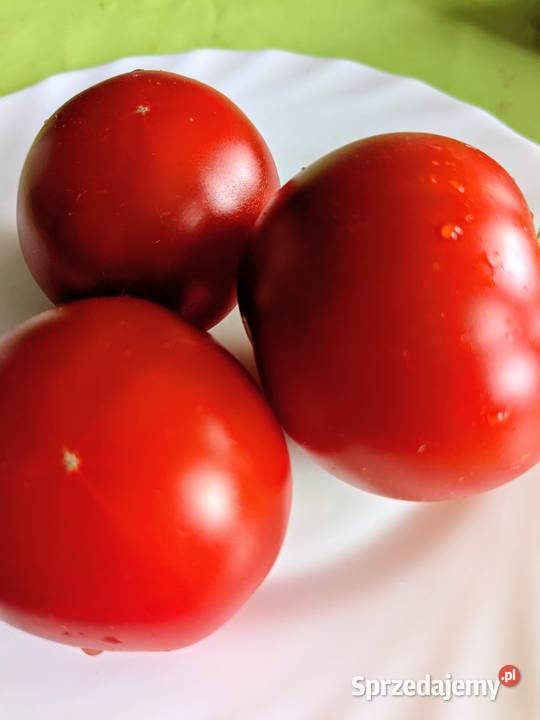 Rosyjski Pomidor niski Silver Fire Tree nasiona Kraków sprzedam