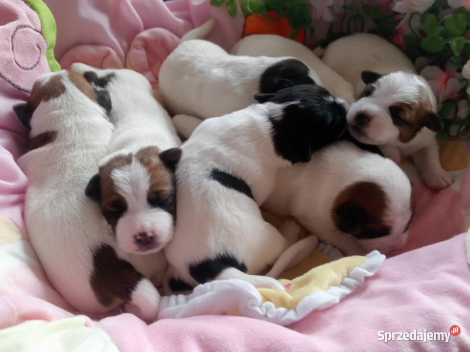 Jack Russell Terrier FCI ZKwP Wroclaw Wrocław