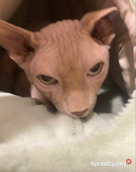 Sfinks Kanadyjski Reproduktor Leszno