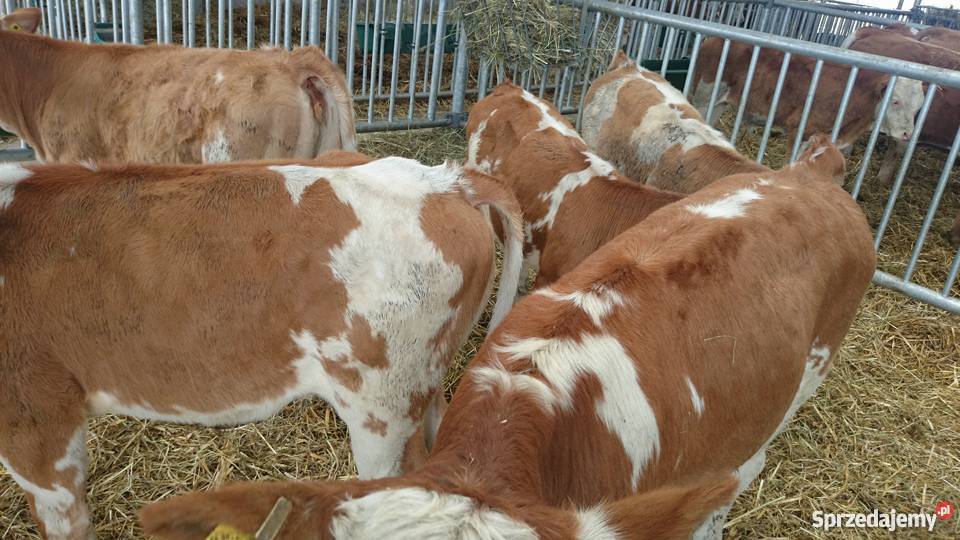 Byczki simental 100 Złotniki Kujawskie