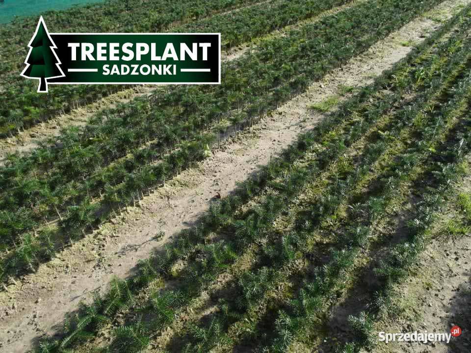 Jodła Kaukaska Sadzonki na choinki Świerk Leśnictwo Olsztyn
