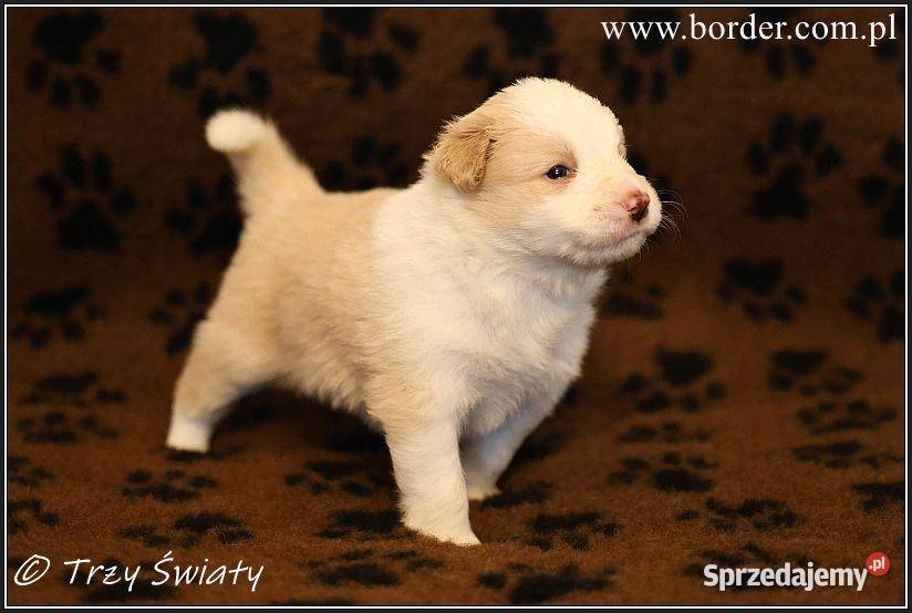 psy szczeniaki Border Collie ZKwP FCI