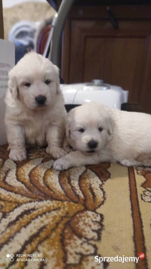 Owczarki Podhalanskie sprzedam