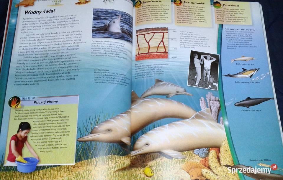 Walenie wieloryby delfiny i morświny L Beckelman Chełm