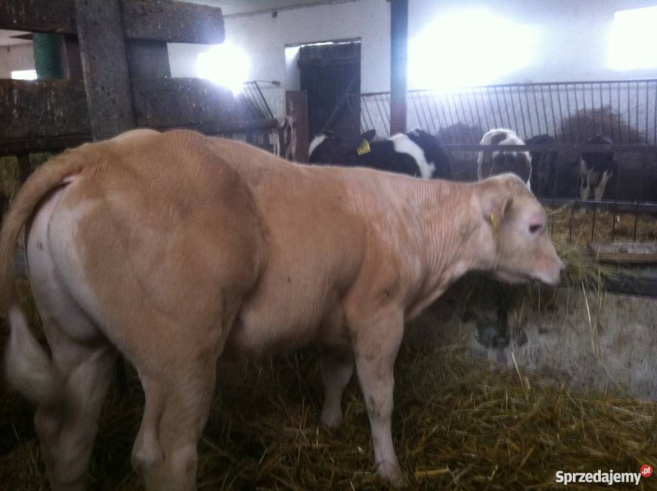 byki byczki cielaki mięsne NCB i Kolonia Warzymowska