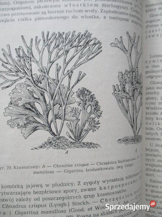 Systematyka roślin leczniczych Broda Mowszowicz Łódź sprzedam