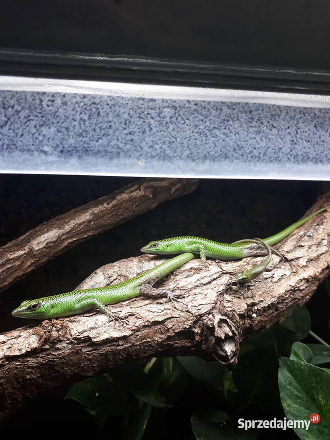 Lamprolepis smaragdina scynk szmaragdowy Kamionki