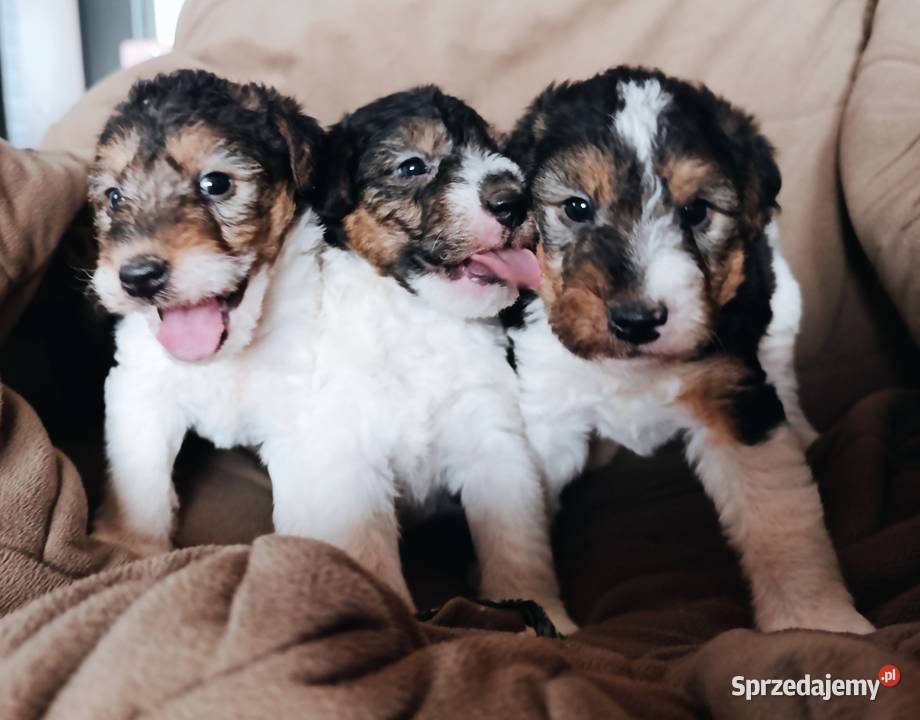 Foksterier tricolor szorstkowłosy Sokołów Podlaski sprzedam