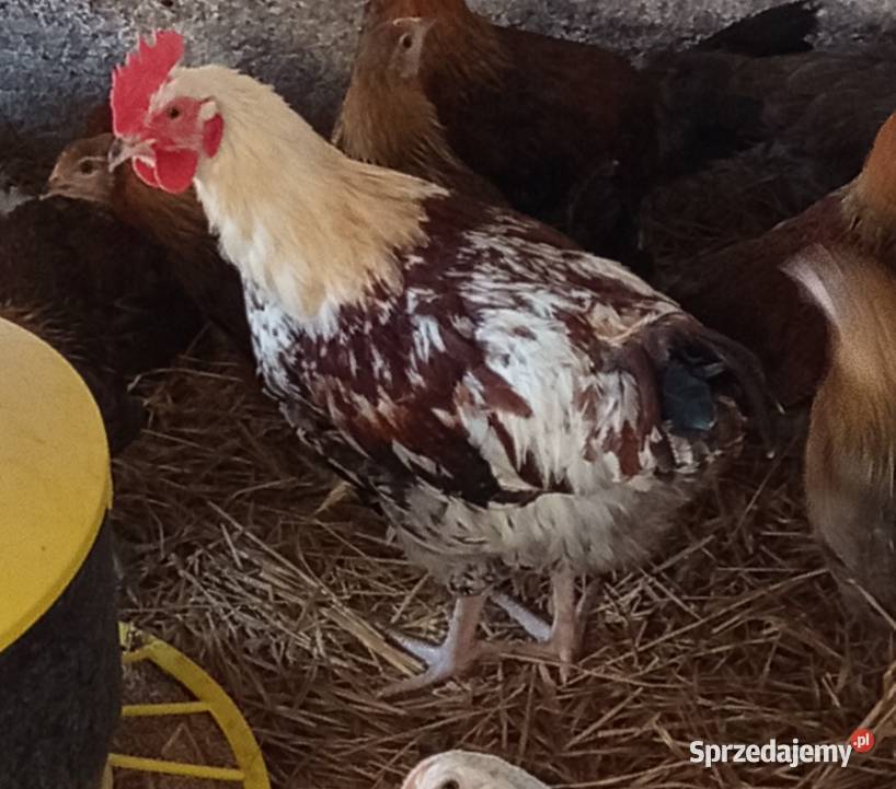 Sprzedam koguty wielkopolskie Przespolew Kościelny