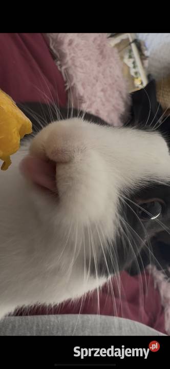 Krolik z klatka Karwia