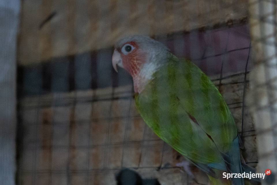 Rudosterka Red Face Samiec Ptaki