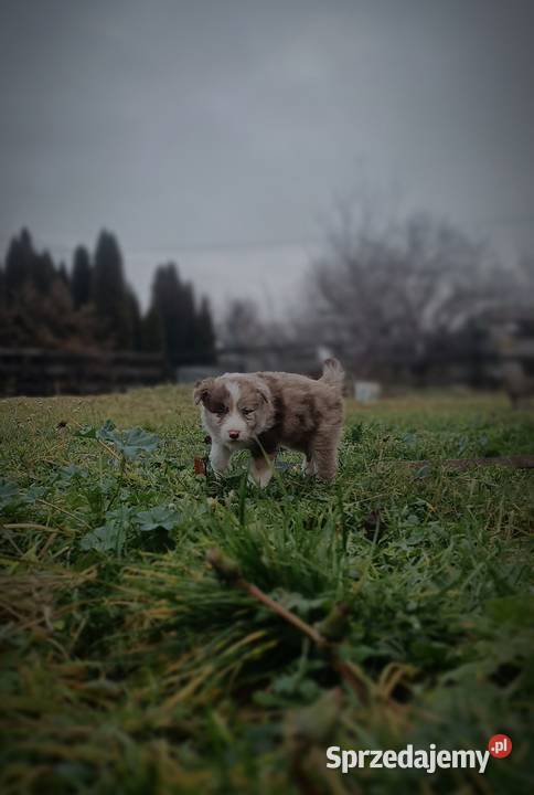 Border collie szczeniaki Pozostałe Hrubieszów sprzedam