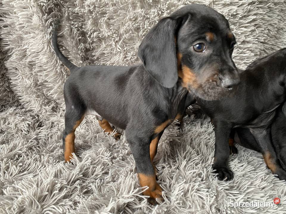 Gończy Polski lubelskie Opole Lubelskie