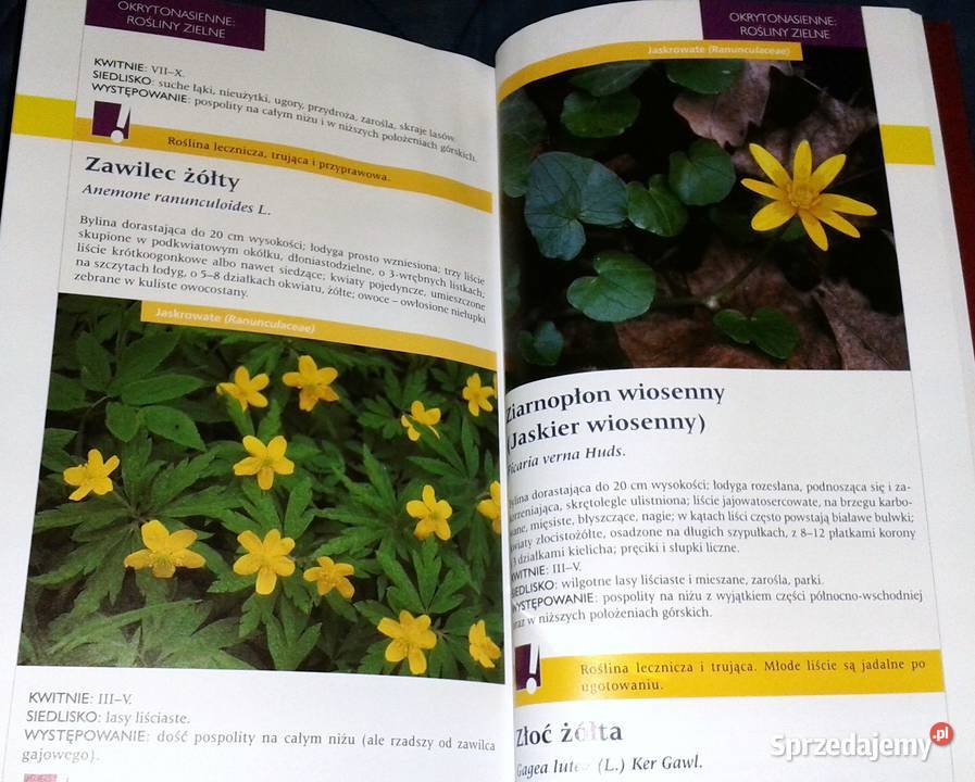 Atlas roślin Pascal Renata KrzyściakKosińska M Rok wydania 2010 Chełm