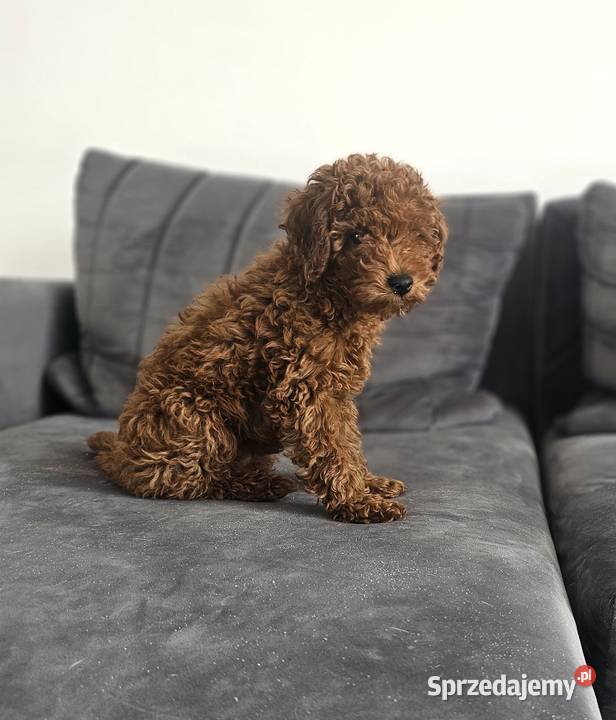 Piesek toy red brown