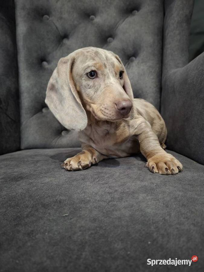 Jamnik lilac merle mazowieckie Żyrardów sprzedam