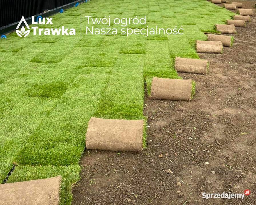 Trawa w rolce Trawa z rolki Sezonowana 12 18 Kraków