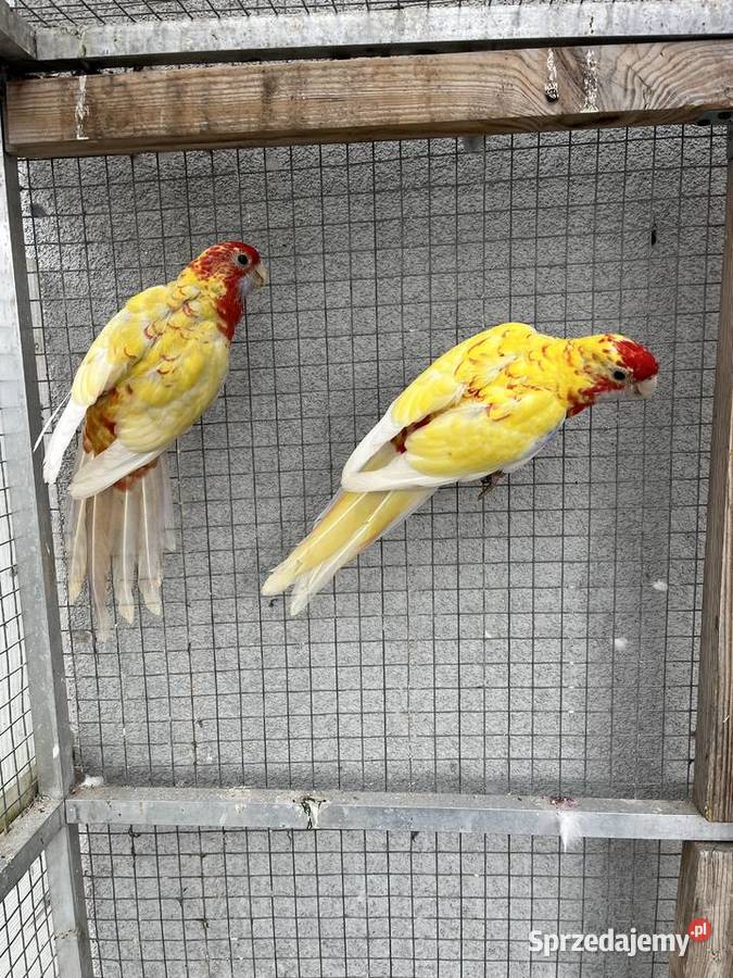 Rozelle królewskie para złotych pasteli