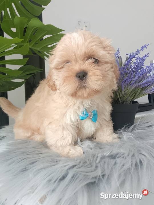 Ostatni piękny piesek Shih Tzu szuka domku Shih Tzu Namysłów
