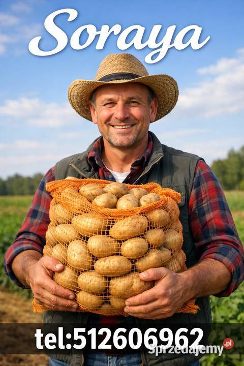 Ziemniaki żółte Soraya Działoszyce