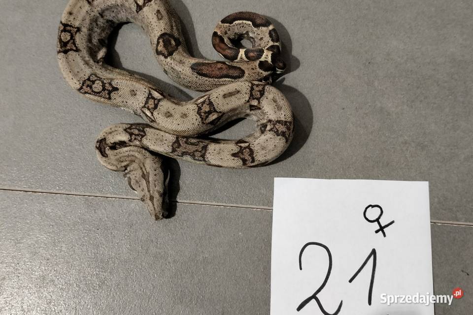 Boa cesarskie cb26 samice Połomia