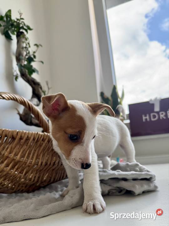 Szczeniaczek Jack Russell Terrier rodowód Psy Poznań sprzedam