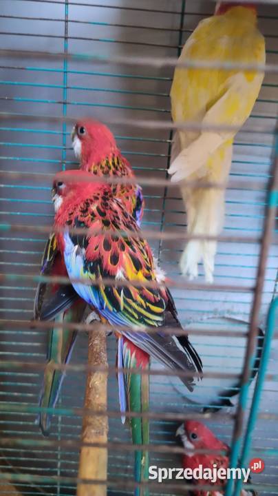 Papugi Rozelle gorskie baranandy Bełchatów