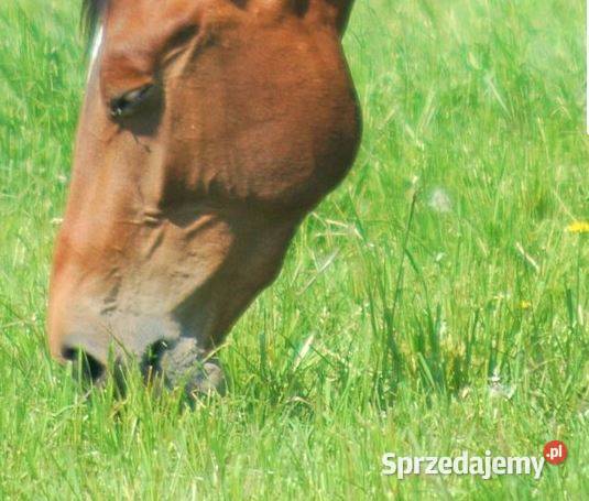 COUNTRY HORSE 2117 Pastwisko i wybieg koni wielkopolskie Jarocin