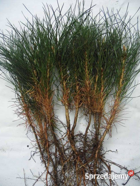 sosna czarna sadzonki lesne krzewy ozdobne Lutcza sprzedam
