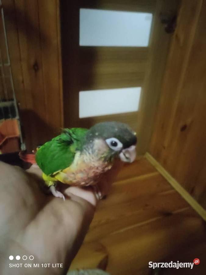 Rudosterki ręcznie karmione sprzedam