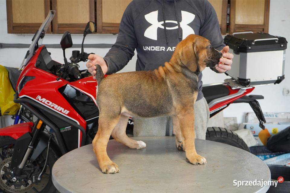 Boerboel Szczenięta mastifa Pozostałe mazowieckie