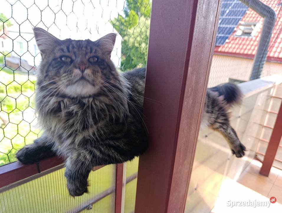 Maine coon kocięta Krasnystaw