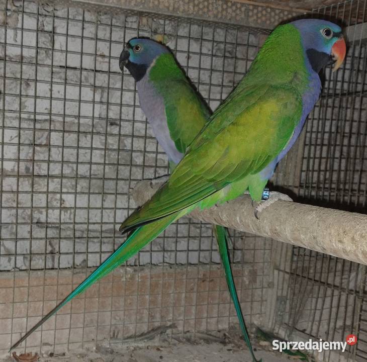 Papugi rozele królewskie alexandrety