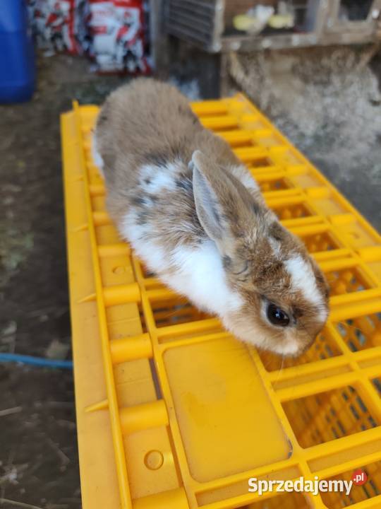 Króliki miniaturki Kozłówek