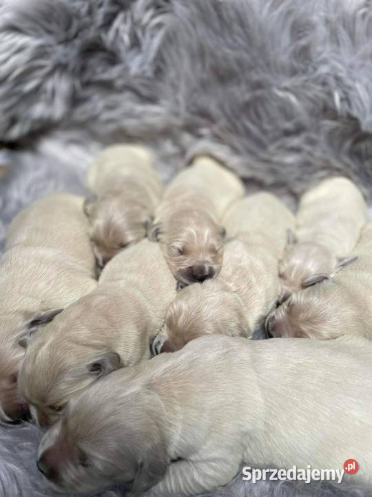 Golden retriever z metryką Zkwp fci Brzoza sprzedam