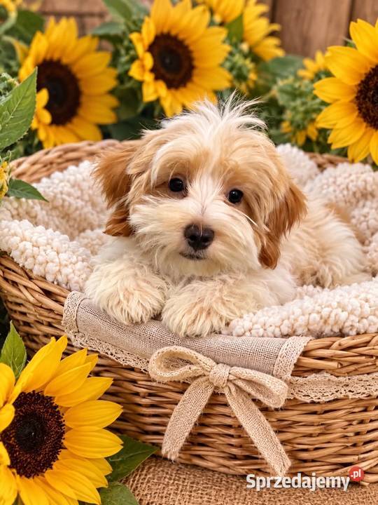 Odchowany synek Maltipoo Maltanczyk Pudel Toy Warszawa