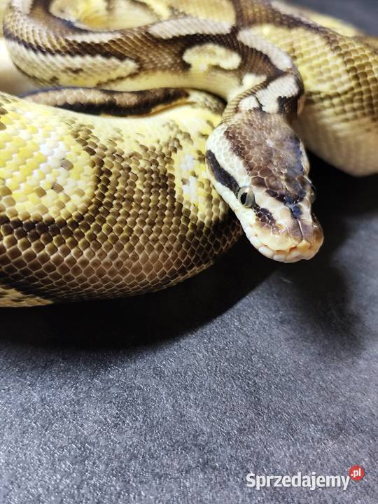 Pyton Królewski samiec do adopcji Pruszków sprzedam