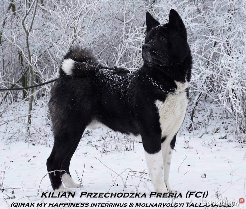 Akita Amerykańska sunia rodowodowa ZKwP Strzałkowo