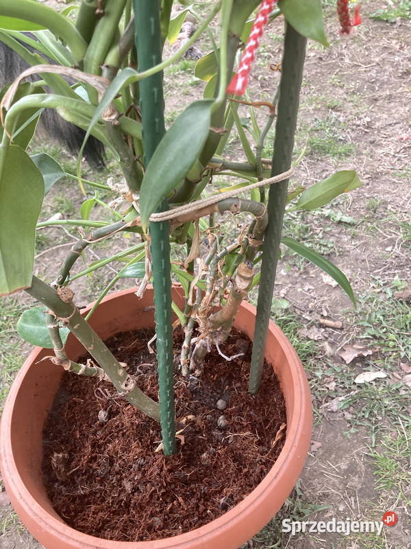 Wysoki filodendron Philodendron zielony Emerald Kraków