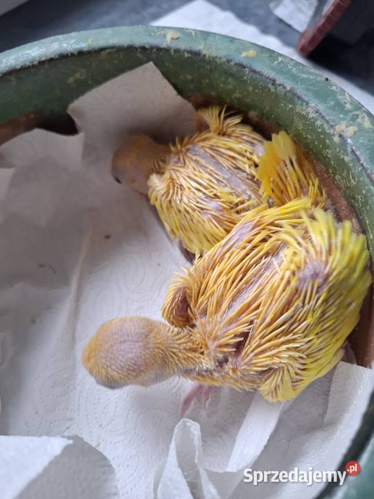 aleksandretty obrożne młode ręcznie karmione