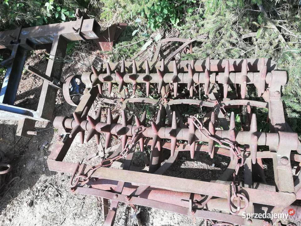 Kolczatka rolnicza dolnośląskie Marcinowice