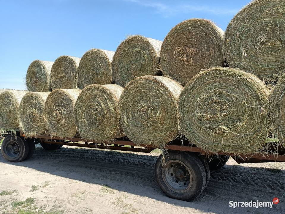 Siano suche i pogodne Radzyń Podlaski