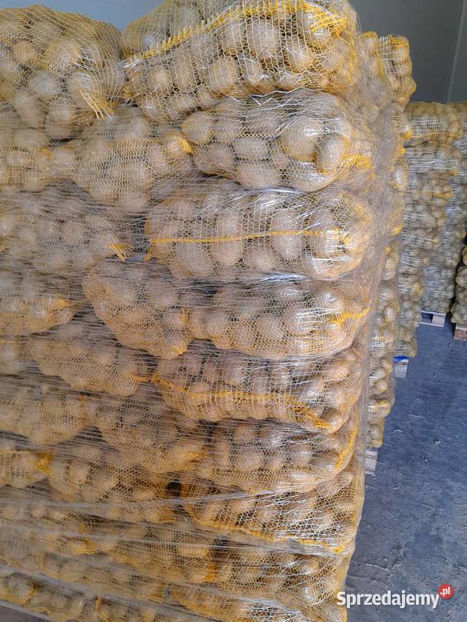 Ziemniaki jadalne odmiany Ignacy transport Kozienice