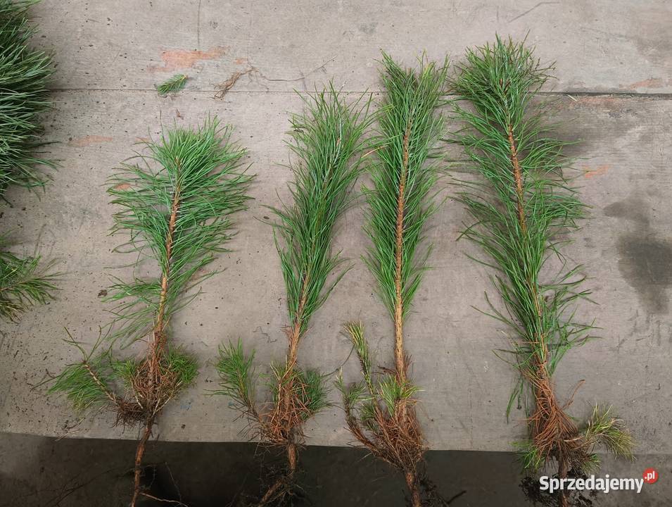 Sosna pospolita 30 45