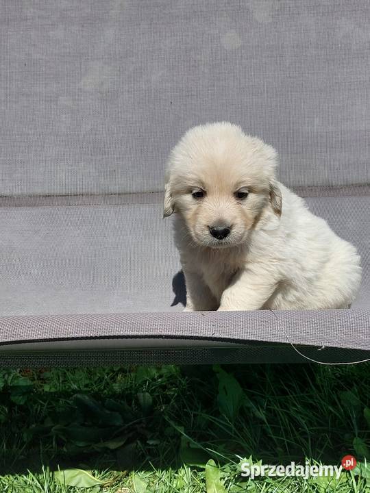 Szczenięta Golden Retriever ZKwP FCI Bierna sprzedam