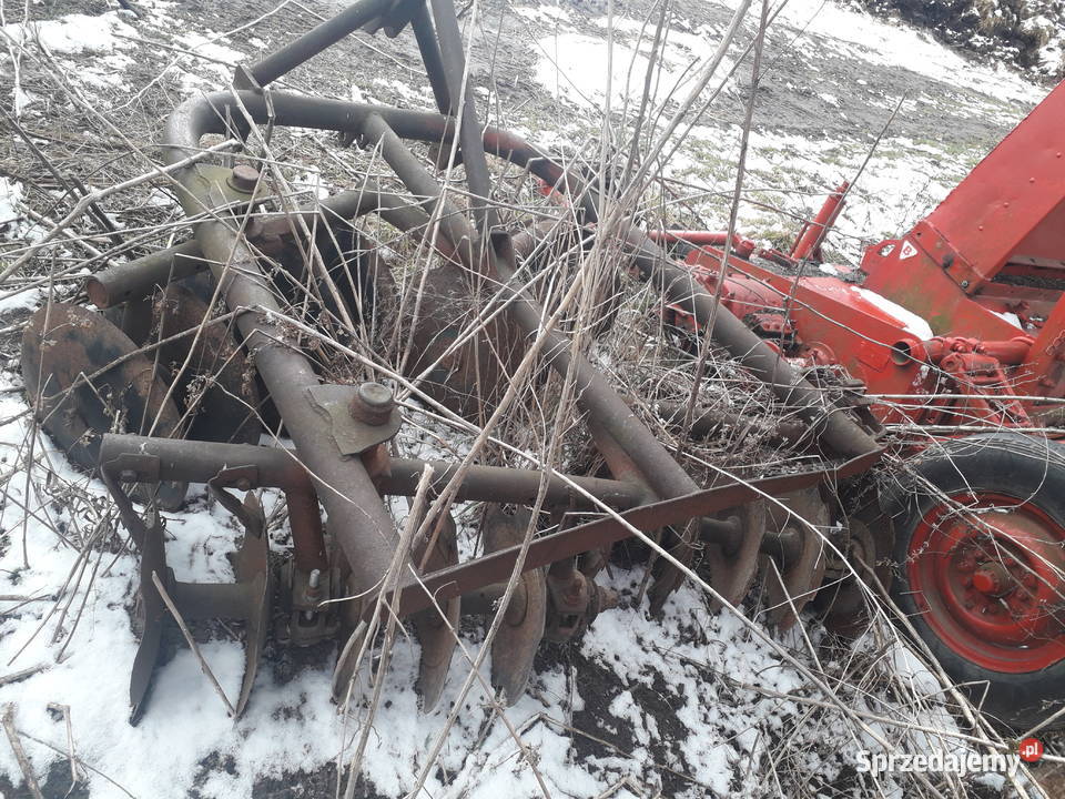 Talerzówka polska nieuszkodzony Dziadkowo sprzedam