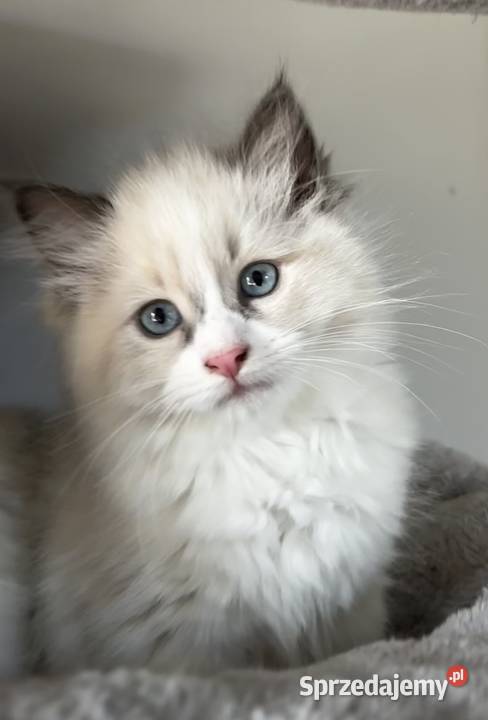 Koty Ragdoll sprzedam