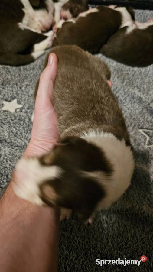Border collie szczenięta z rodowodem gotowe do mazowieckie Radom