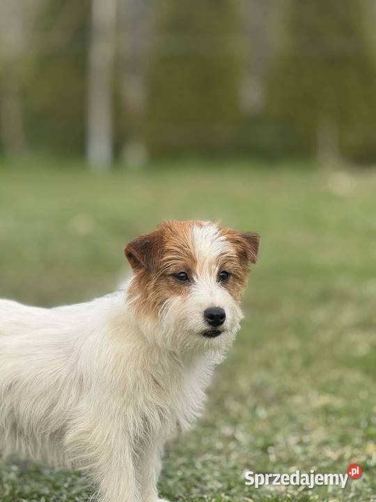 Jack Russell Terrier ZkwpFCI Jack Russell Terrier lubelskie Jakubowice Konińskie sprzedam
