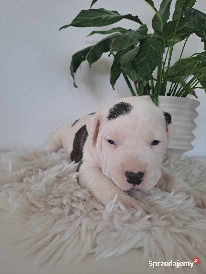 SZCZENIAKI Amstaff Opatów